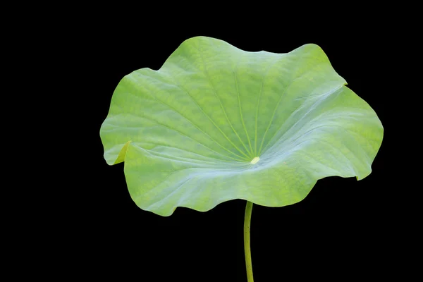 Grande folha de lótus verde isolado em branco. Salvo com caminho de recorte — Fotografia de Stock