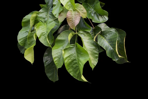 Green tree leaves on branch isolated on black. Saved with clippi — Stock Photo, Image