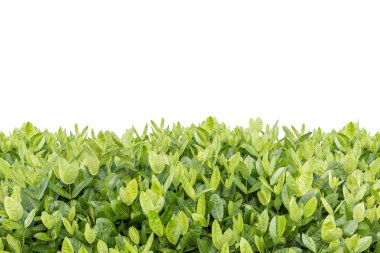 MahS ağacı. Bahçe Dekorasyon olarak izole tropikal çiçek 