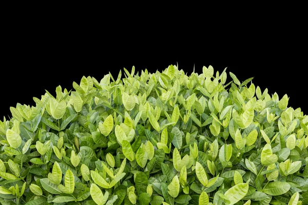 Árvore de Ixora. Flor tropical na decoração do jardim isolado em — Fotografia de Stock