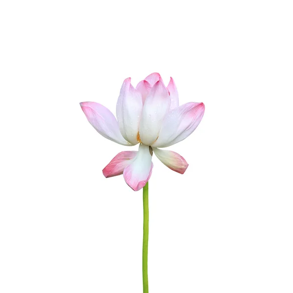 아름 다운 핑크 로터스 꽃 흰색 절연입니다. Clippi 함께 저장 — 스톡 사진