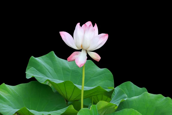Beautiful pink lotus flower isolated on black. Saved with clippi — Stock Photo, Image