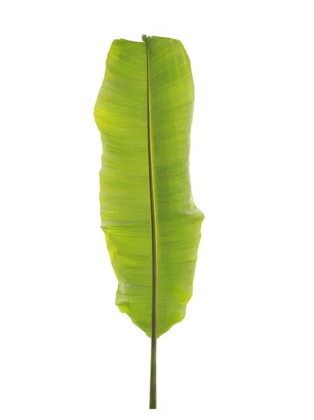 Φρέσκο πράσινο μπανάνα φύλλα απομονωθεί σε λευκό — Φωτογραφία Αρχείου