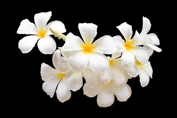 Flores tropicais, Plumeria isolado em preto. Salvo com clippin — Fotografia de Stock