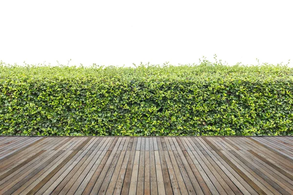 Woodecking ou piso e planta em jardim decorativo — Fotografia de Stock