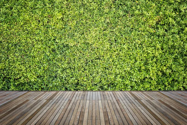 Woodecking ou piso e planta em jardim decorativo — Fotografia de Stock