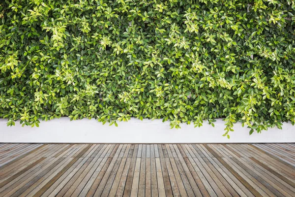 Tarima de madera o suelo y planta en jardín decorativo — Foto de Stock