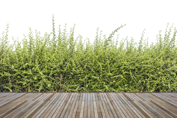Tarima de madera o suelo y planta en jardín decorativo — Foto de Stock