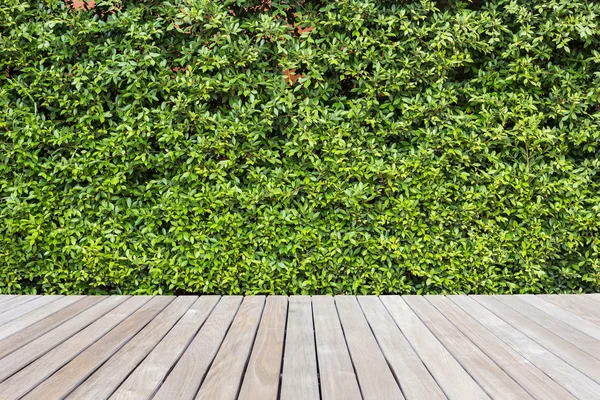 Decking o suelo de madera y planta en jardín decorativo — Foto de Stock