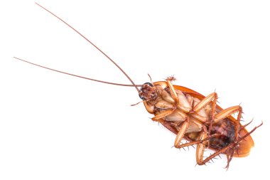 Beyaz bir arka plan üzerinde izole hamamböceği