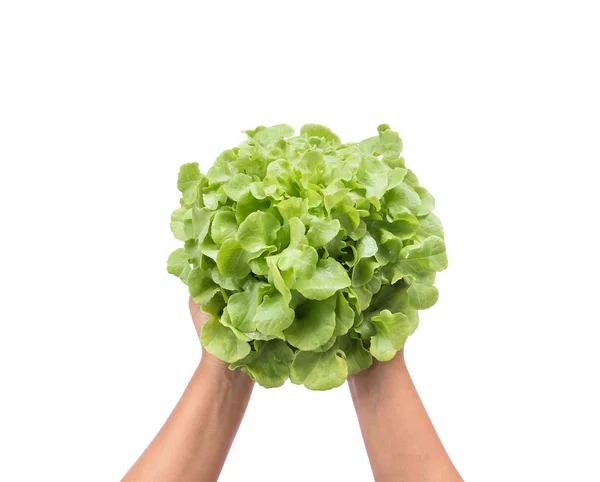 Lechuga de roble verde de mano aislada en blanco —  Fotos de Stock