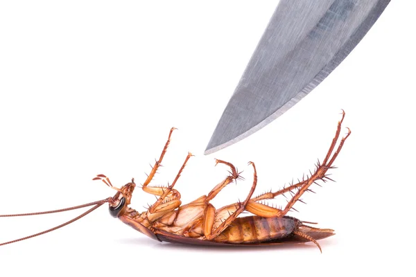 Cucaracha y cuchillo aislados sobre fondo blanco: Matando cocodrilos —  Fotos de Stock