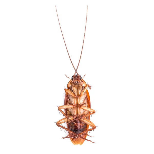 Cucaracha aislada sobre fondo blanco — Foto de Stock