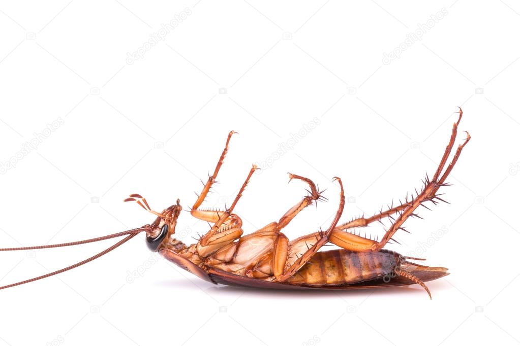 Close up cockroach isolated on a white 