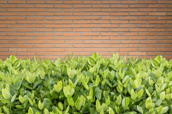 Árvore de Ixora. Flor tropical em decoração de jardim e pedra wa — Fotografia de Stock