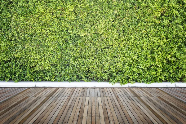 Woodecking ou piso e planta em jardim decorativo — Fotografia de Stock