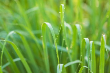 Bahçede sabah vakti su damlası ve güneş ışığı eşliğinde yeşil limon yaprağı.