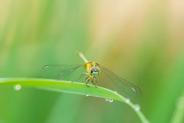 Makro Libelle Der Natur Auf Grünem Hintergrund — Stockfoto