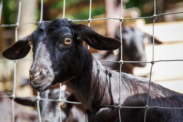 Black Goat — Stock Photo, Image