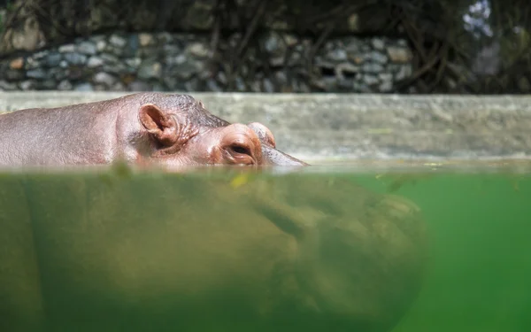 Hippopotamuses in water — Stock Photo, Image
