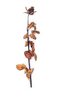 kurutulmuş gül izole üzerinde beyaz arka plan