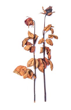 kurutulmuş gül izole üzerinde beyaz arka plan