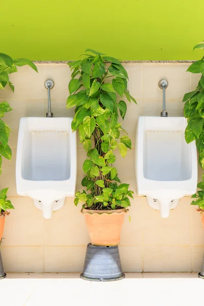 Modern Mens toilets with green plant — Stock Photo, Image