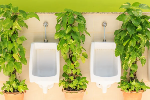 Modern Mens toilets with green plant — Stock Photo, Image