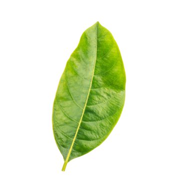 Beyaz arkaplanda yeşil yaprak izole edildi