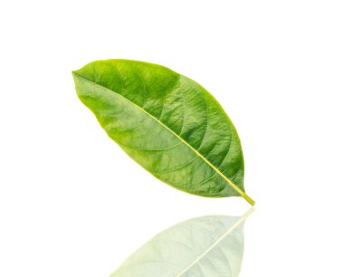 Beyaz arkaplanda yeşil yaprak izole edildi