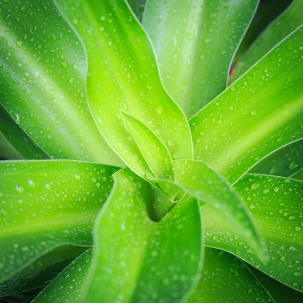 Close up green leaf — Stock Photo, Image
