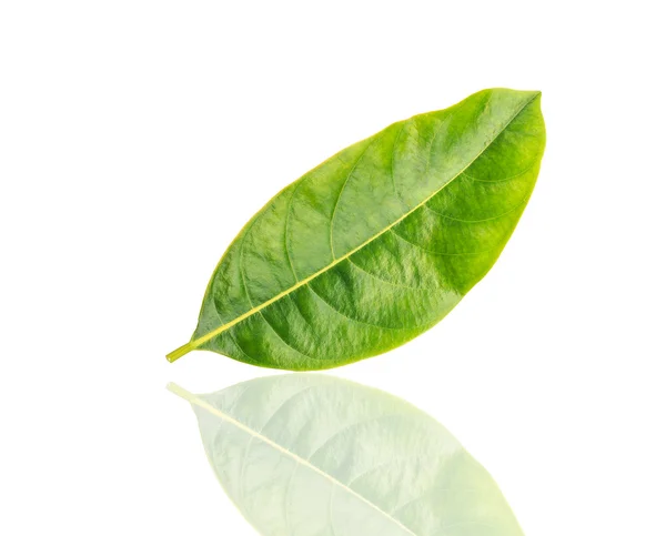 Grønt blad isoleret på hvid baggrund - Stock-foto
