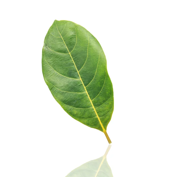 Zielony liść izolowany na białym tle — Zdjęcie stockowe