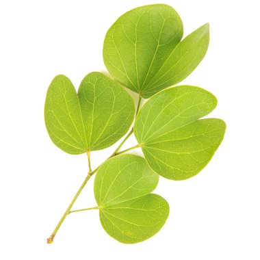 Beyaz arkaplanda yeşil yaprak izole edildi