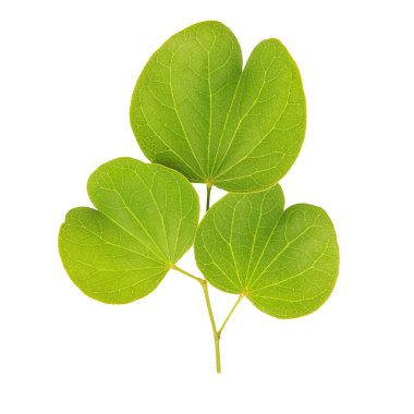 Beyaz arkaplanda yeşil yaprak izole edildi