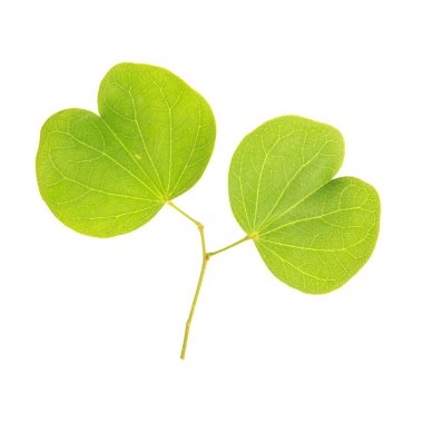 Beyaz arkaplanda yeşil yaprak izole edildi