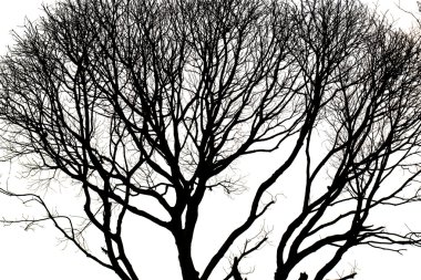 Ölü ağacın yaprakları olmadan siluetleri