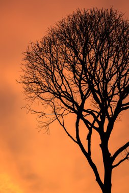 Ölü ağacın yaprakları olmadan siluetleri