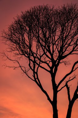Ölü ağacın yaprakları olmadan siluetleri