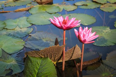 Gölette kırmızı nilüfer