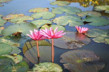 Gölette kırmızı nilüfer