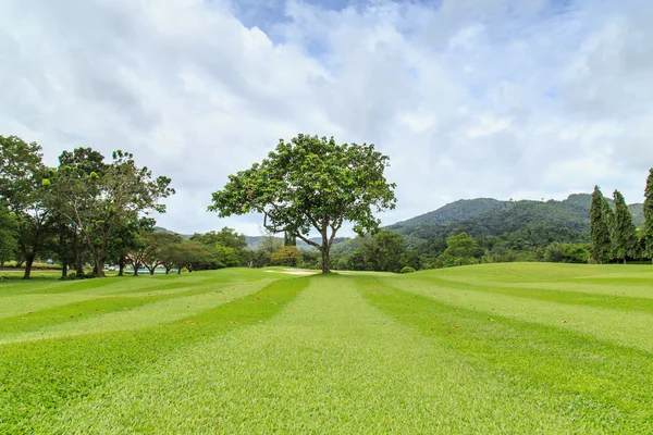 Campo de golf con árboles —  Fotos de Stock