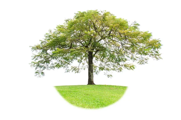 Tree Isolated on white background — Stock Photo, Image