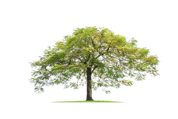 Tree Isolated on white background — Stock Photo, Image