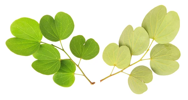 Grönt blad isolerad på vit bakgrund — Stockfoto