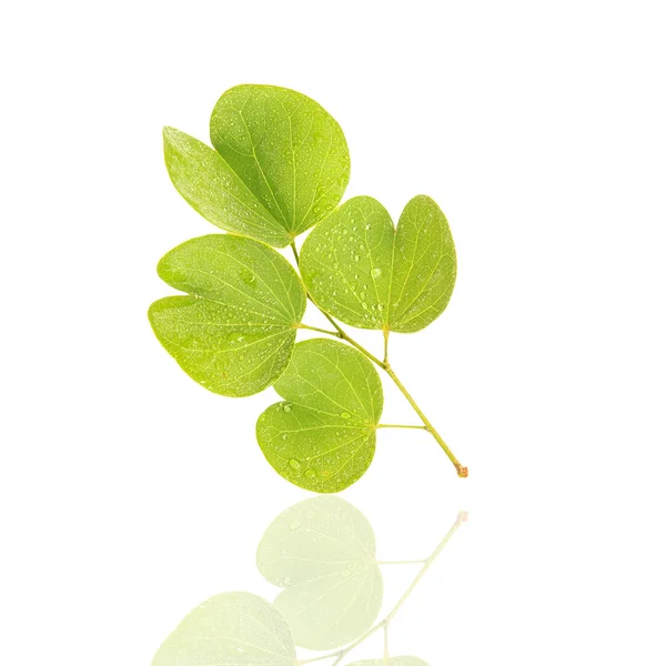 Green Leaf isolated on white background — Stock Photo, Image