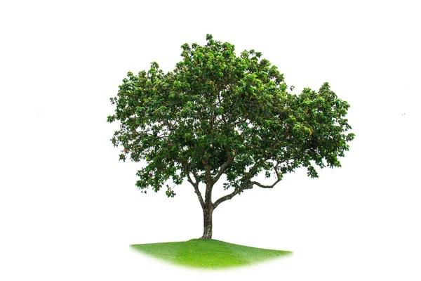 Tree Isolated on white background — Stock Photo, Image