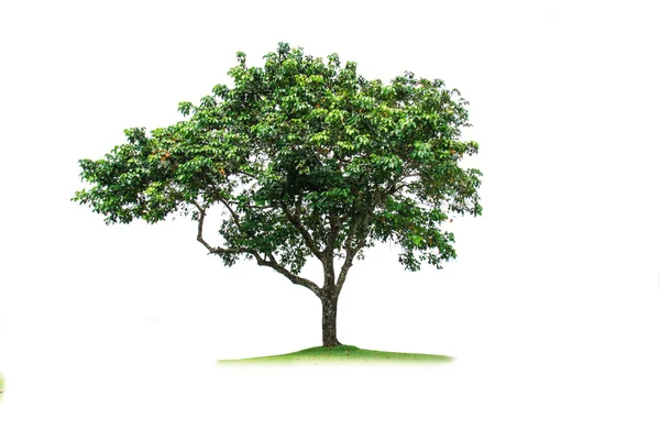 Tree Isolated on white background — Stock Photo, Image