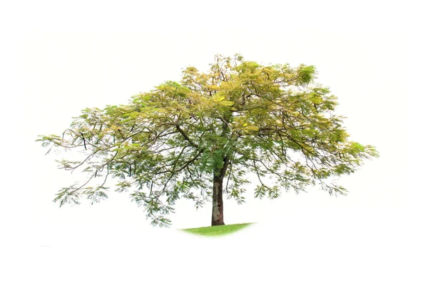 Tree Isolated on white background — Stock Photo, Image