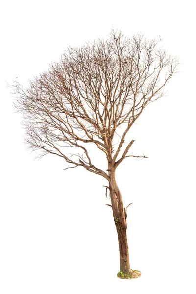 Halott fa nélkül levelek elszigetelt fehér background — Stock Fotó